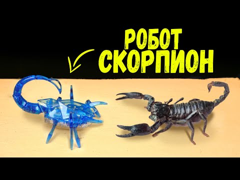 Видео: ЧТО БУДЕТ ЕСЛИ СКОРПИОН УВИДИТ РОБОТА СКОРПИОНА HEXBUG? ЖЕСТОКАЯ СХВАТКА РОБОТА И СКОРПИОНА