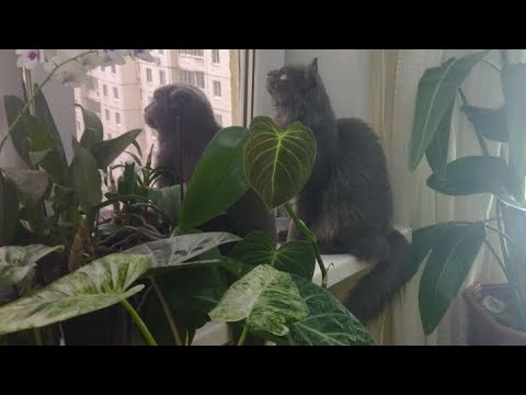 Видео: Вы хотели про питомцев.