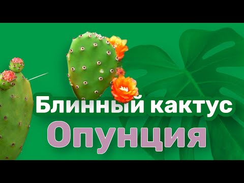 Видео: Блинный кактус Опунция
