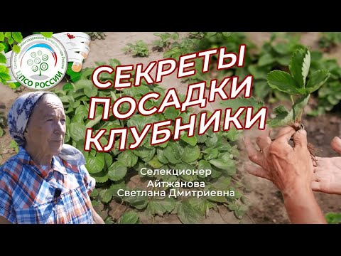 Видео: Посадка клубники. Все секреты посадки клубники, земляники в одном видео.