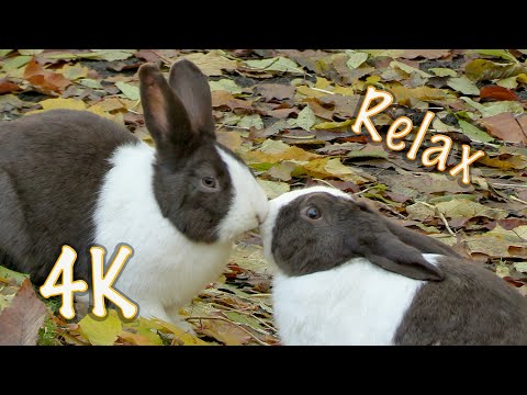 Видео: Rabbits in the garden. Кролики в огороде.Kaninchen im Garten.Relax.