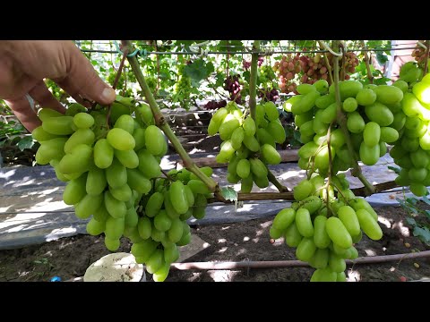 Видео: Виноградное Ассорти!!! часть 3