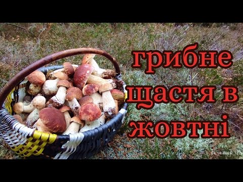 Видео: Супер знахідки в улюбленому лісі Повний кошик боровиків та білих грибів #boletus #mushroom #грибы