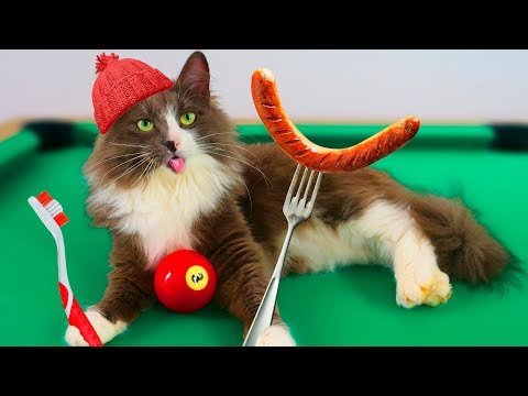 Видео: КОТОБЛОГ! УТРО ГЛАЗАМИ КОШКИ БЛОГЕРА КИСЫ АЛИСЫ