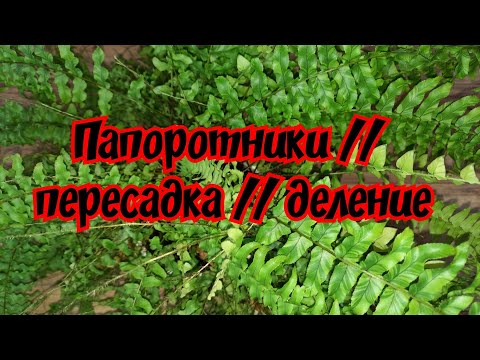 Видео: Папоротники // пересадка // деление