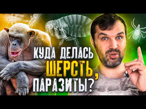 Видео: Куда делась шерсть, паразиты? | Александр Соколов | Странная обезьяна | В мире гипотез