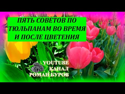 Видео: ПЯТЬ советов по ТЮЛЬПАНАМ во время и после цветения. Как выращивать тюльпаны. Выращивание тюльпанов.