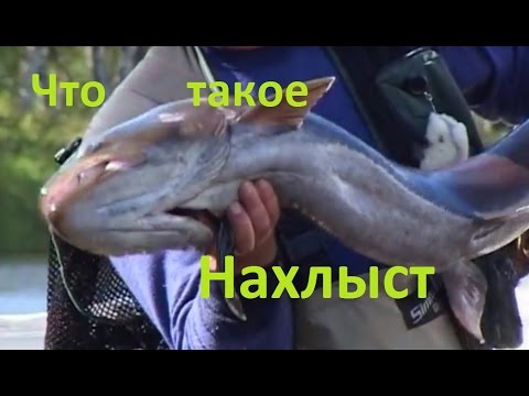 Видео: Диалоги о рыбалке - 199 - Что такое нахлыст.