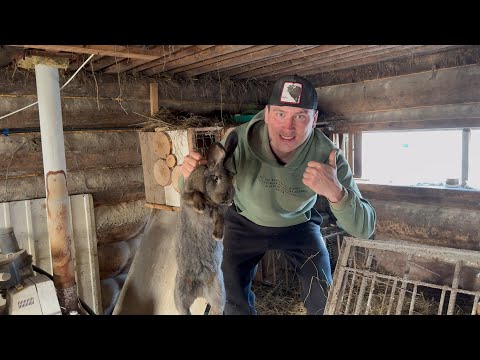 Видео: ЗАВЕЛ ХОЗЯЙСТВО \ МОЯ НОВАЯ ЖИЗНЬ ДЕРЕВЕНСКАЯ