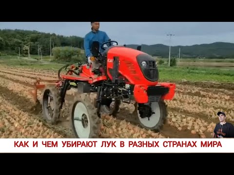 Видео: КАК И ЧЕМ УБИРАЮТ ЛУК В РАЗНЫХ СТРАНАХ МИРА/HOW AND WHAT ARE ONIONS COLLECTED IN DIFFERENT COUNTRIES
