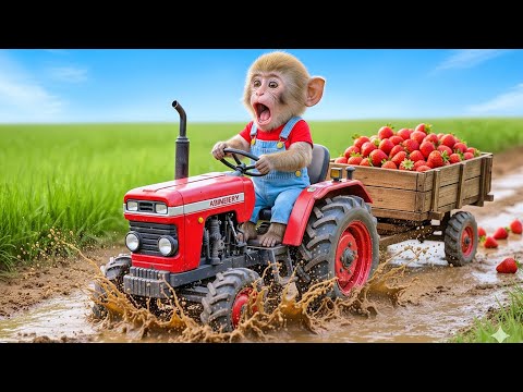 Видео: 🐒🚜 Малышка обезьянка Нана водит трактор, чтобы собирать клубнику, и вместе варит сладкое варенье