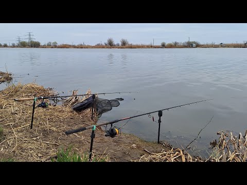 Видео: Рибалка на Дністрі. Ловимо велику ПЛОТВУ та готуємо на природі. Весняна риболовля 2025