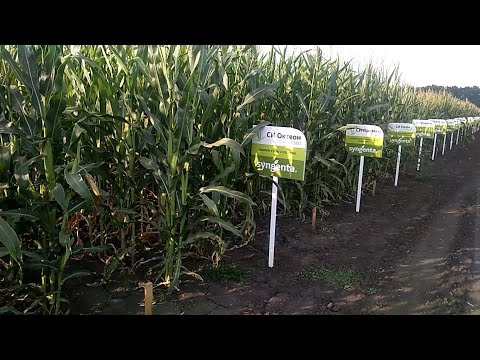 Видео: Огляд демо-кукурудзи Syngenta