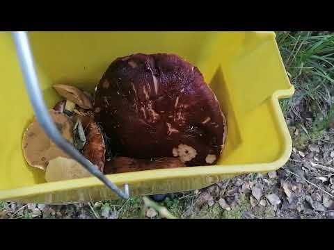 Видео: Собираем грибы (13.09.2025) Гирвас-Шишки. 