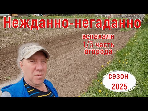Видео: Всё пошло не по плану... Огород, сезон 2025 год.