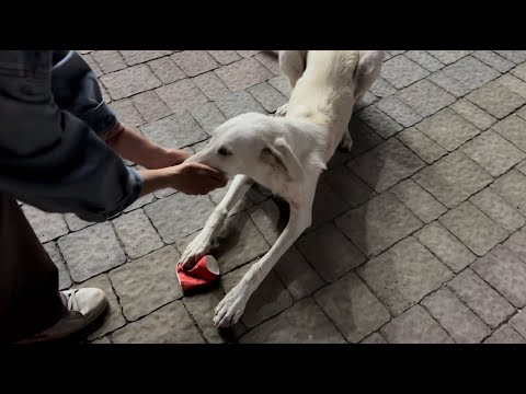 Видео: приехали в Казахстан... Первые впечатления (где уличные животные?)