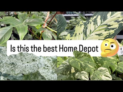 Видео: Кажется, я нашёл лучший магазин Home Depot в Онтарио 🧐