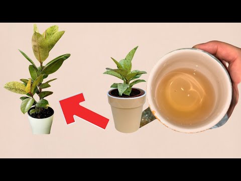 Видео: 1 КЕСЕ АЙЫНА 1 рет ҚОЛДАН ✅ГҮЛІҢІЗДЕ 🪴ЗИЯНКЕС БОЛМАЙДЫ❗️ #фикус#бөлмегүлдері#фикусышривериана