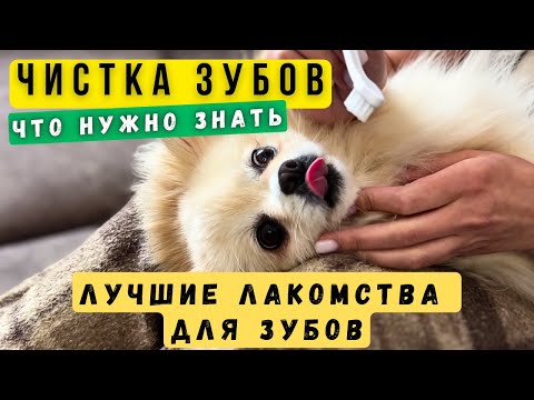 Видео: Как почистить зубы собаке шпиц 🐾 Лучшие лакомства для чистки зубов