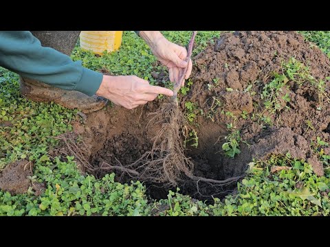 Видео: Когда лучше всего сажать фрукты?