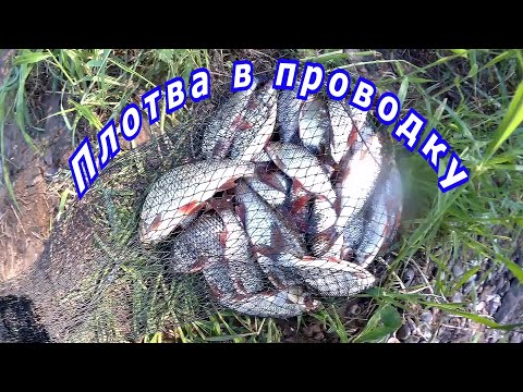 Видео: Плотва ловля в проводку на пшеницу