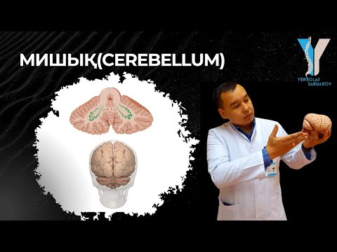 Видео: Мишық (Cerebellum) - практикалық бөлім