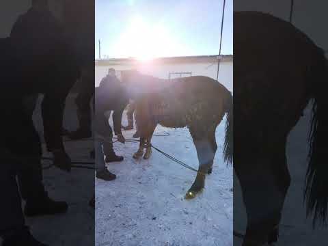 Видео: Жылқынын айағын байлай және құлату.