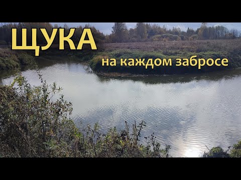 Видео: ЖОР ЩУКИ!!! Рыбалка в Переславле на лесной речке.