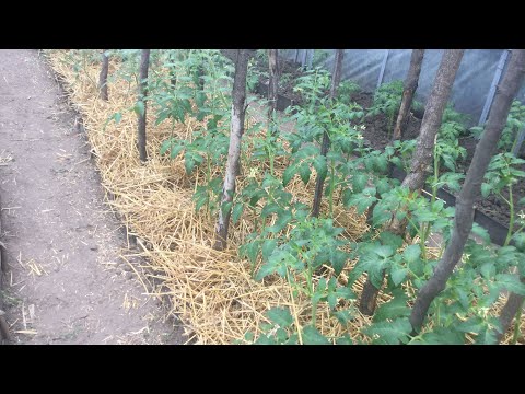 Видео: Починаємо мульчувати грядки з помідорами.
