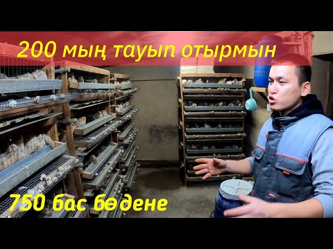 Видео: БӨДЕНЕ БИЗНЕСІ,  ҚАРАПАЙЫМ КӘСІП