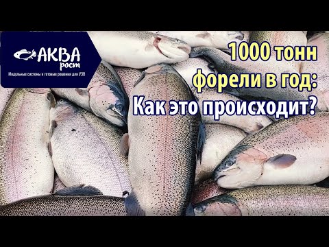 Видео: Как производят 1000 тонн форели в год #система #узв #бизнесвдеревне #акварост