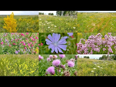 Видео: Растения МЕДОНОСЫ Сибирского РАЗНОТРАВЬЯ