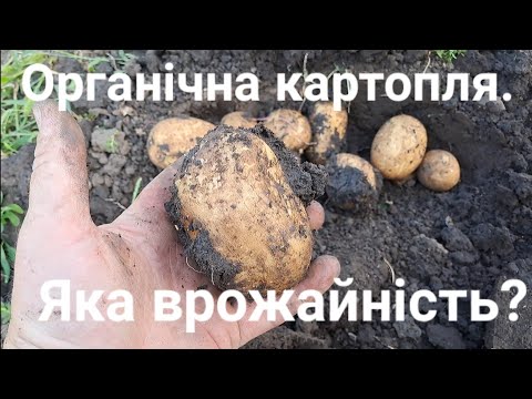 Видео: 👀 Врожайність картоплі на Біопрепаратах.