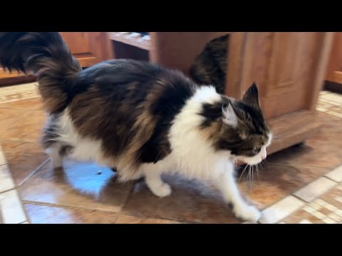 Видео: Напряжение накаляется во время угощения. Луна шипит на Медведя.