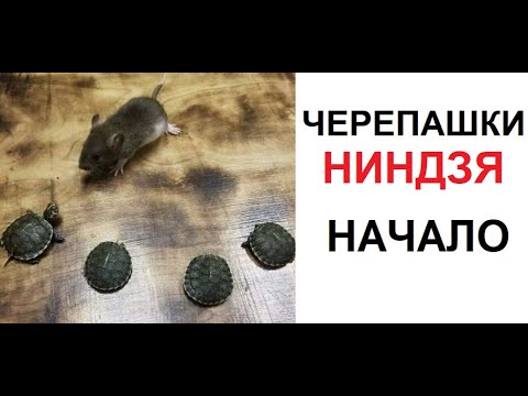 Видео: Макс Максимов. Черепашки-ниндзя. НАЧАЛО