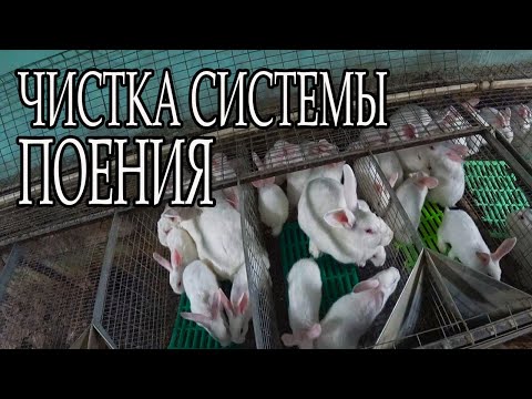 Видео: ПОЛНОЕ ОБСЛУЖИВАНИЕ ОДНОГО КРОЛЬЧАТНИКА