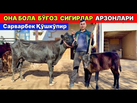 Видео: ОНА БОЛА ВА БЎҒОЗ СИГИРЛАР ЗЎРЛАРИ САРВАРБЕКДА ҚЎШКЎПИР  11-ноября 2025 г.