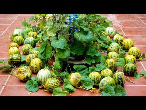 Видео: Легкий и высокоурожайный способ, много фруктов и не нужен сад