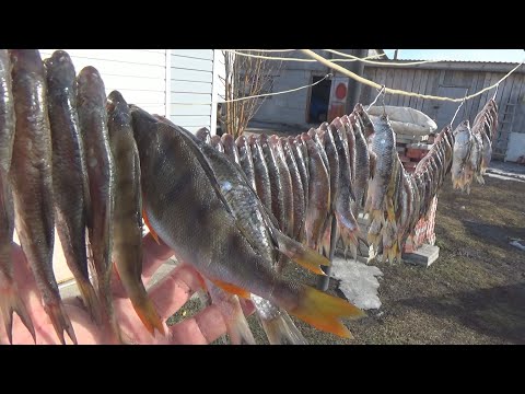 Видео: Как Солить и Сушить Рыбу/Вяленая Рыба/Простой Способ Засолки Чебака Плотвы