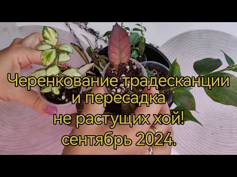 Видео: Черенкование и пересадка традесканции и не растущих хой! сентябрь 2024