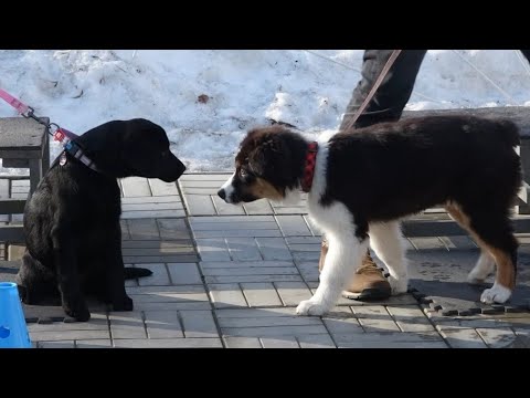 Видео: ДТ - 303. Старт курса для щенков "Счастливый щенок"