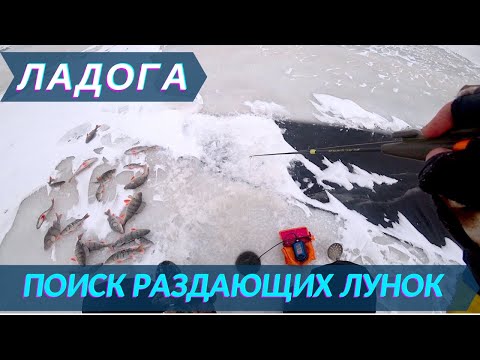 Видео: Дубно | ЛАДОЖСКИЙ ОКУНЬ и РАЗДАЮЩИЕ ЛУНКИ