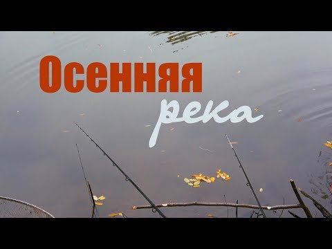 Видео: Осенняя река: карп и карась на флэт фидер.