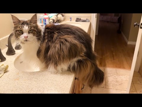 Видео: 🔉Привередливый и болтливый кот, пьющий воду 😲