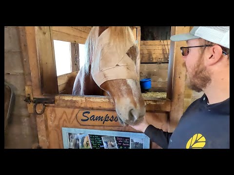 Видео: НАШУ КОНЮШНЮ ЖДЕТ БОЛЬШАЯ ПЕРЕМЕНА