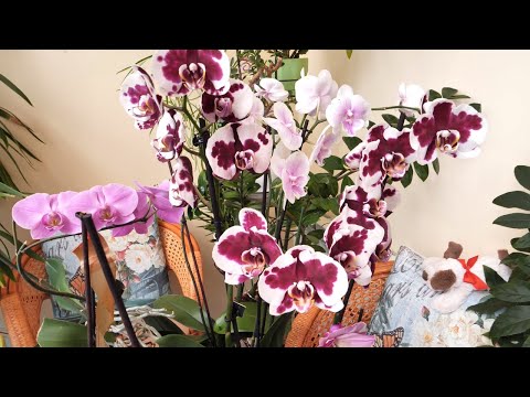 Видео: Орхидеи. Кручусь вокруг ПОСТОЯННО. Вовремя заметила мокрые желтеющие листья. ТрипсамНЕТ_ победила.