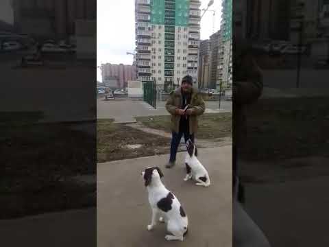 Видео: Английский Спрингер Спаниель