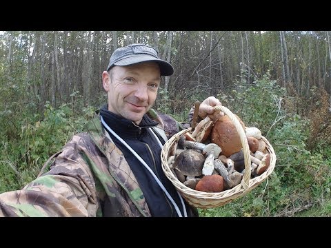 Видео: КАКИЕ грибы можно собирать! Как не запутаться в изобилии.
