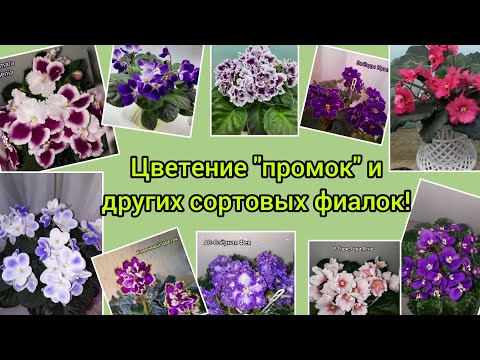 Видео: Видео обзоры промышленных сортов фиалок и не только. Их "+"и"-". Февраль 2023г.