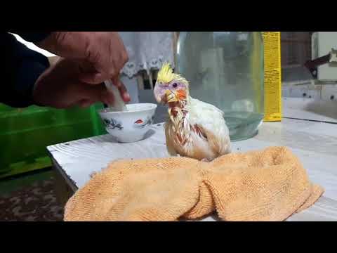 Видео: тотикушларни колга оргатиш // totiqushlarni qolga orgatish